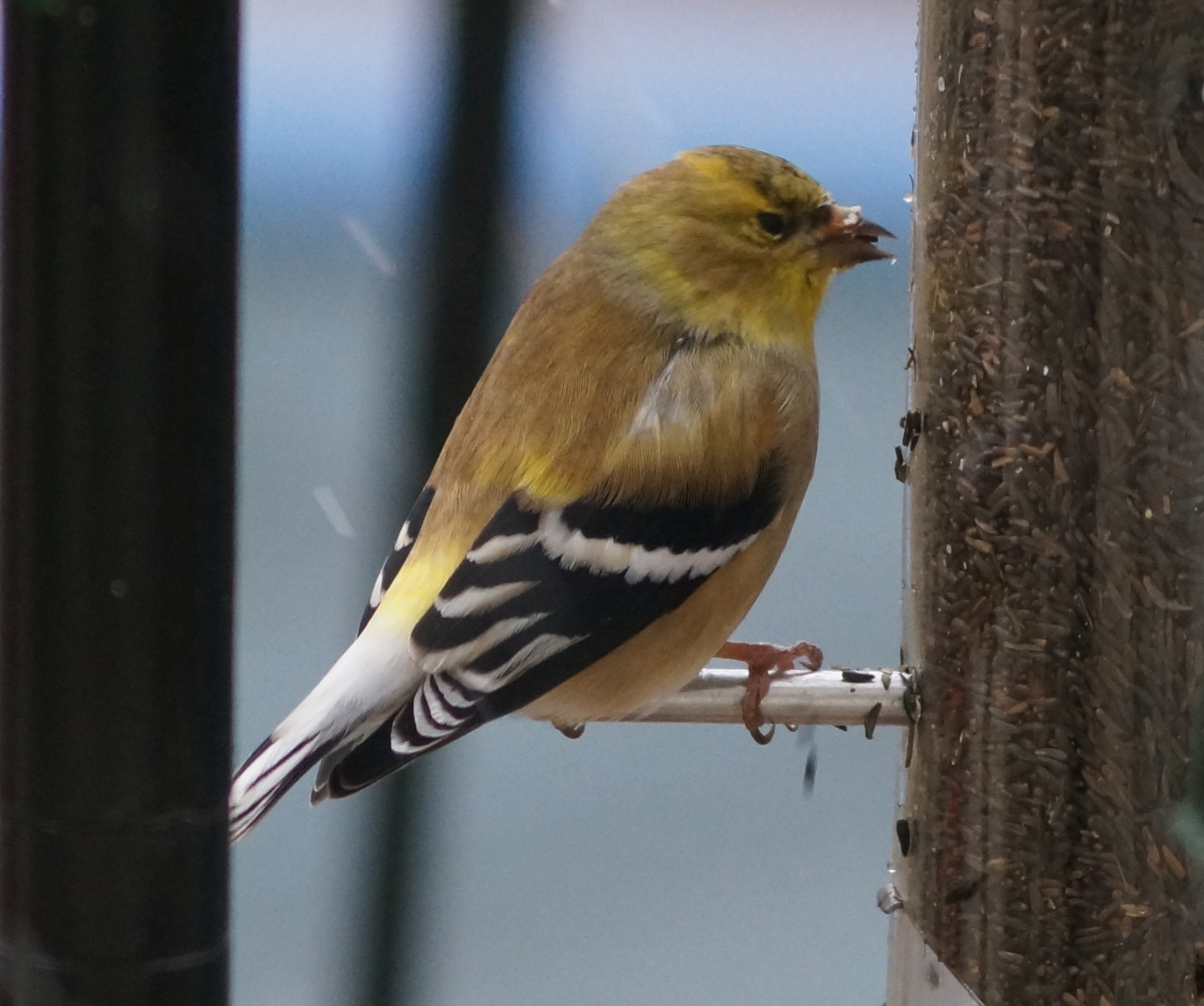 Hungry Finch