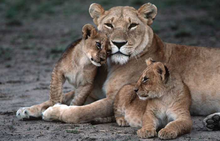 lioness with cubs